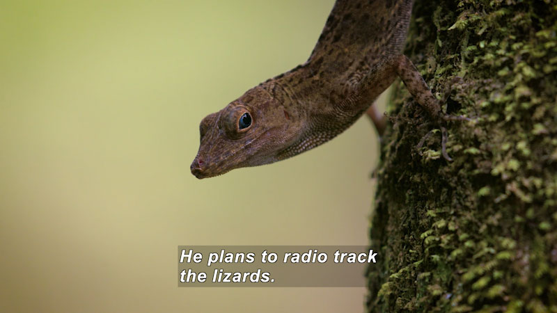 Brown spotted lizard on a tree trunk. Caption: He plans to radio track the lizards.