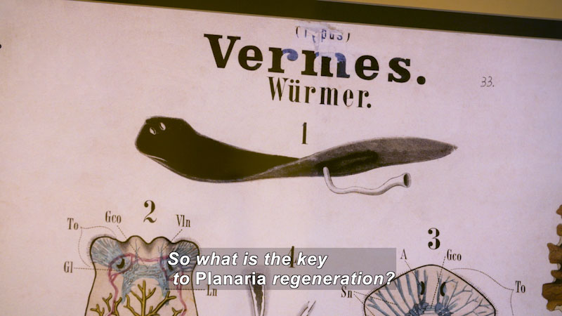 Illustration of a flat, narrow animal with a tube exiting from the bottom of the body toward the back. Caption: So what is the key to Planaria regeneration?