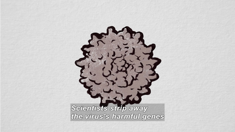 Illustration of a sphere with an uneven surface. Caption: Scientists strip away the virus's harmful genes
