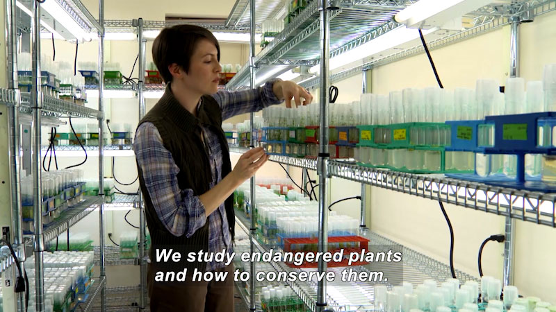 Person handling tubes of materials stacked in metal shelves. Caption: We study endangered plants and how to conserve them.