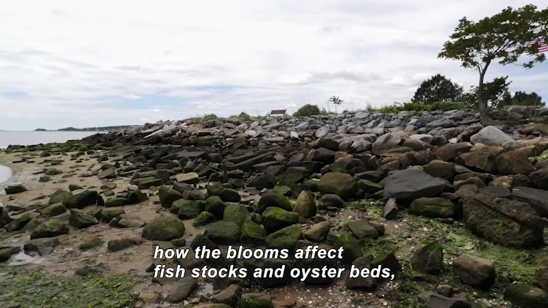 Rocky shoreline with green algae coating some of the rocks. Caption: how the blooms affect fish stocks and oyster beds,