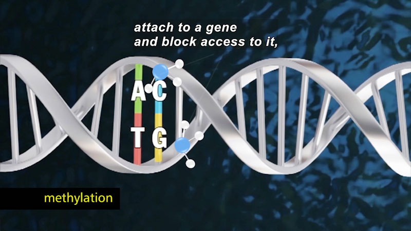 Double helix of DNA with two protein strands highlighted. One strand shows proteins A and T. The other strand shows C and G. Caption "methylation". Caption: attach to a gene and block access to it,