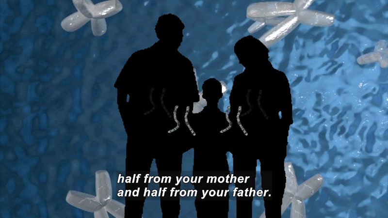Adult man and woman with a child between them. The man and the woman are each contributing one chromosome to the child. Caption: half from your mother and half from your father.