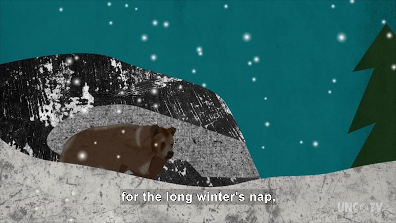 Illustration of a bear in snow. Caption: for the long winter's nap,