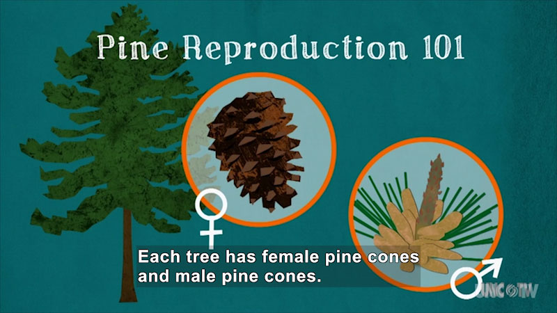 Pine Reproduction 101. Pine tree, a male pinecone, and a female pinecone. Female pinecones have a long protrusion from the center and pine needles around the edges. Caption: Each tree has female pine cones and male pine cones.