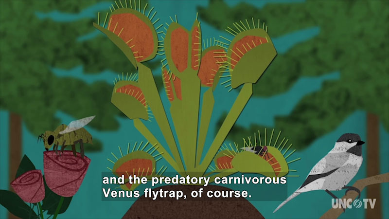 Illustration of a Venus flytrap with a fly caught in one of the traps. Caption: and the predatory carnivorous Venus flytrap, of course.