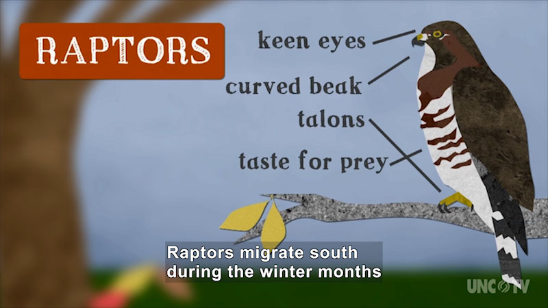 Raptors. Diagram of a raptor showing keen eyes, curved beak, talons, and a taste for prey. Caption: Raptors migrate south during the winter months