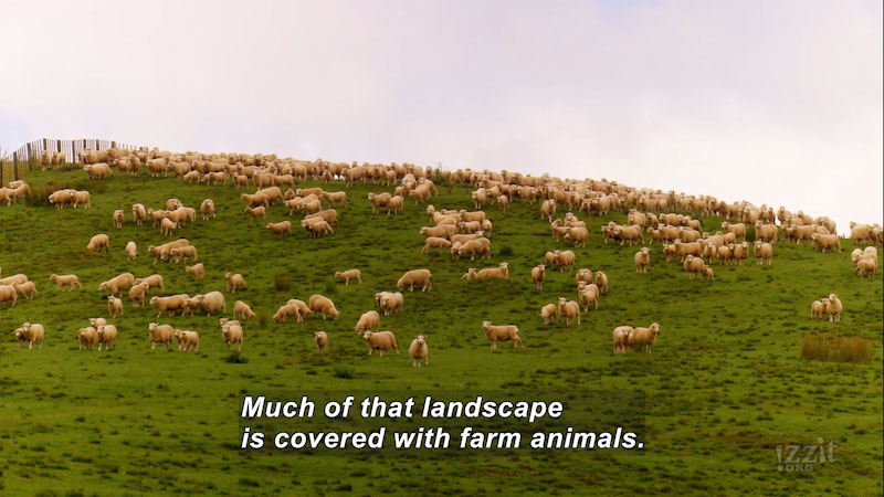 Still image from No More Skinny Sheep