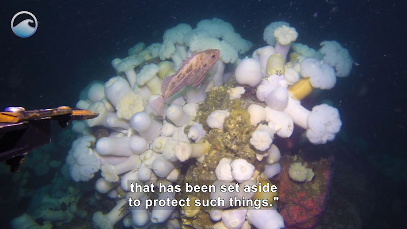 Still image from Adventures of a Maritime Archaeologist: Sanctuaries--The Underwater Museum