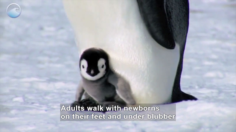 Penguin chick perched on the feet of an adult penguin. Caption: Adults walk with newborns on their feet and under blubber
