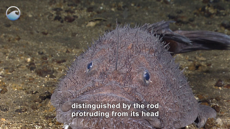 Close up of an anglerfish on the ocean floor with a flat belly, an ovoid, spiny body, and a rod protruding from its head. Caption: distinguished by the rod protruding from its head