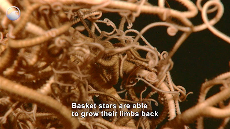 Mass of twisting, turning arms with tiny sharp hooks. Caption: Basket stars are able to grow their limbs back