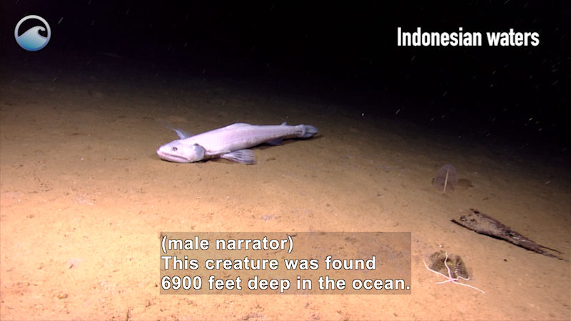 Large, light colored bathysaurus swimming along the bottom of the ocean. Caption Indonesian waters. Caption: (male narrator) This creature was found 6900 feet deep in the ocean.