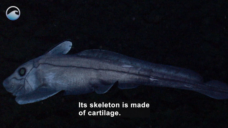 A close up of a fish against a dark backdrop. Closely set fins and spots on face. Caption: Its skeleton is made of cartilage.