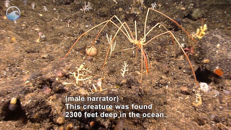 A sea spider with long, extremely thin legs crawling on the ocean floor. Caption: (male narrator) This creature was found 2300 feet deep in the ocean.