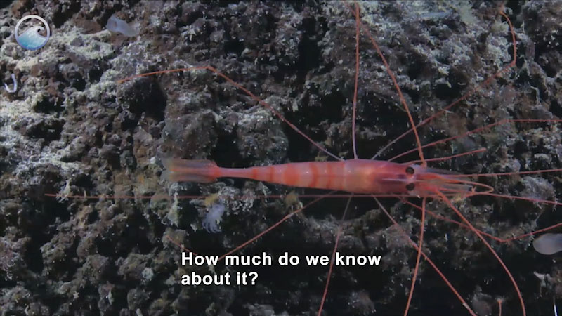 A small crustacean with a narrow body and long tendrils. Caption: How much do we know about it?