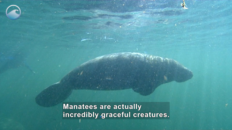 Manatee swimming in the water. Person in scuba gear in the background. Caption: Manatees are actually incredibly graceful creatures.