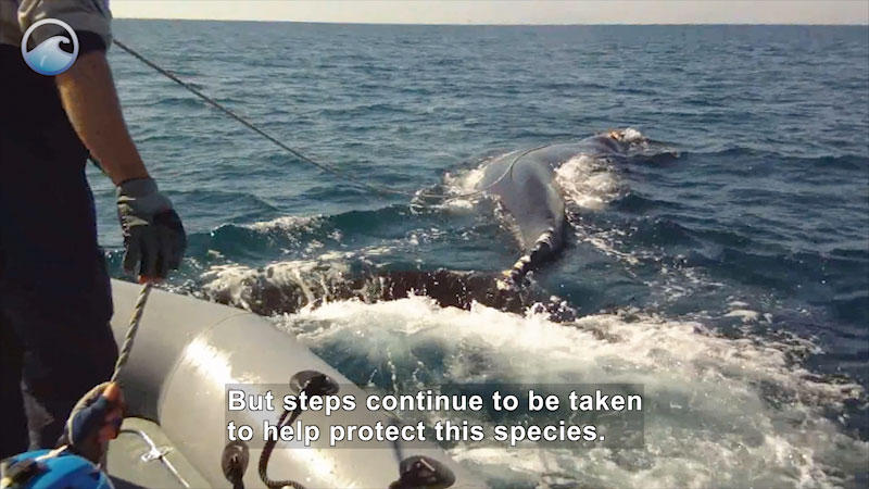 Still image from Endangered Ocean: North Atlantic Right Whales