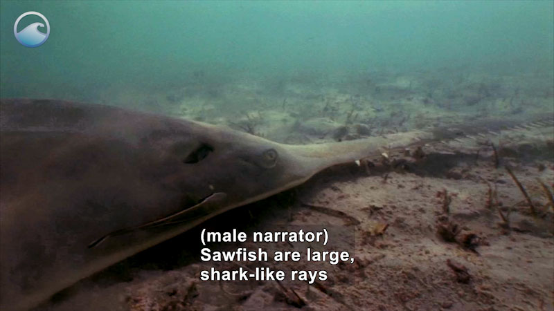 Close up of a sawfish on the ocean floor. It has a large flat body with a long tooth-lined shaft from the mouth. Caption: (male narrator) Sawfish are large, shark-like rays
