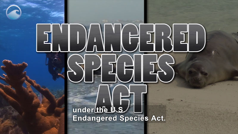 Tryptic of a coral reef, ice shelf, and seal on a beach. Caption:  Endangered Species Act. Caption: under the U.S. Endangered Species Act.