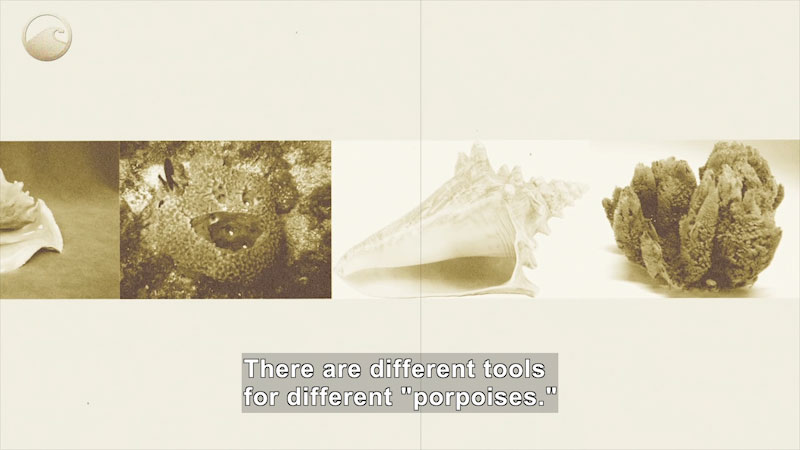 A piece of coral with a hole in it, a spiral shell with a point, and a sponge. Caption: There are different tools for different "porpoises."