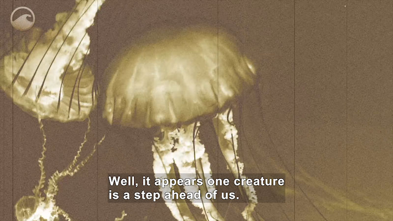 Still image from News of the Day: Immortal Jellyfish