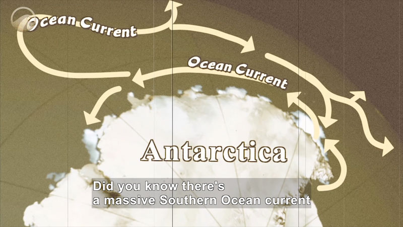 Illustration of Antarctica with a current moving in an oval along one coast with branches moving out towards the rest of the ocean. Caption: Did you know there's a massive Southern Ocean current