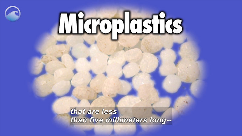 Very close up view of microplastics. Caption: Microplastics that as less than five millimeters long--