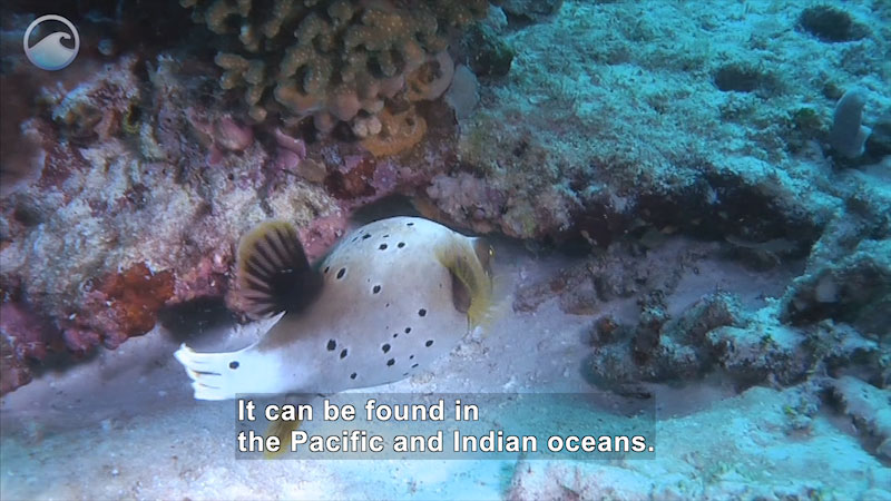 White fish with black spots and yellow and black fins swims near the ocean floor. Caption: It can be found in the Pacific and Indian oceans.