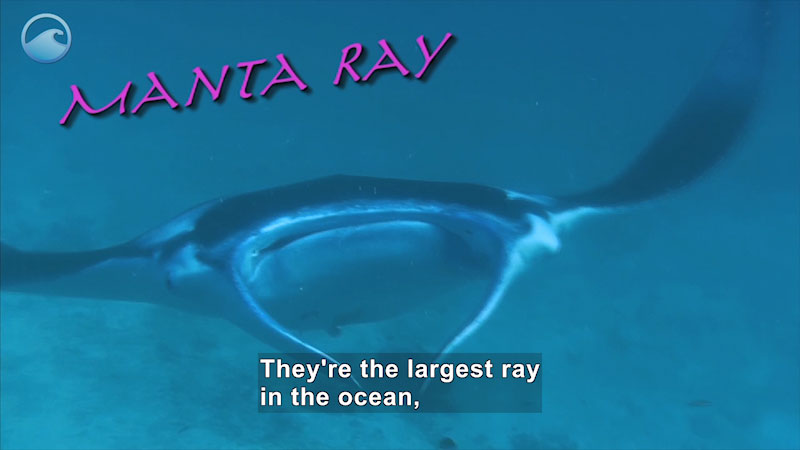 Roughly diamond shaped animal with fins in the front swims underwater. Manta Ray. Caption: They're the largest ray in the ocean,