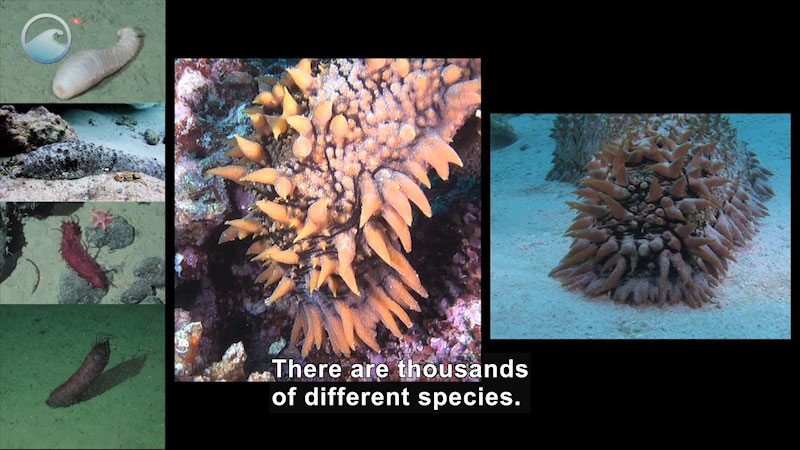 Tubular spiny animal in various colors. Caption: There are thousands of different species.