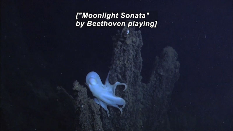 An all-white octopus perched on a rock protruding from the ocean floor. Caption: ["Moonlight Sonata" by Beethoven playing]