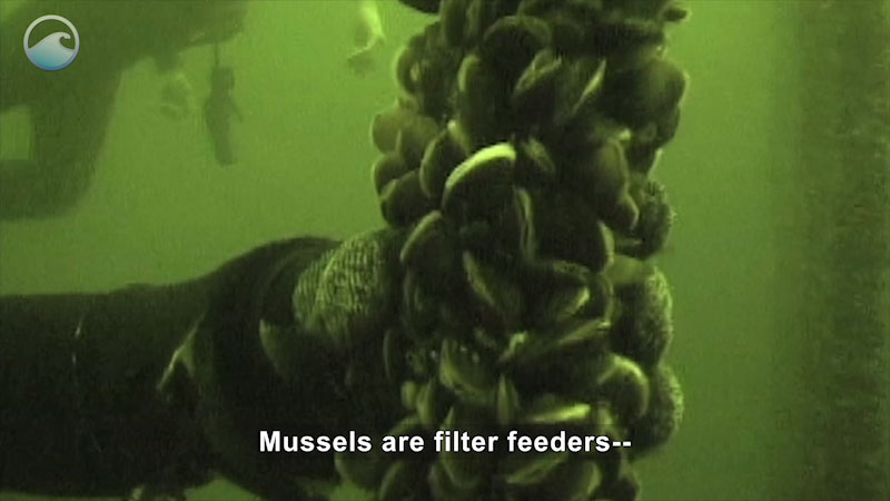 An underwater column of mussels with person in scuba gear in the background. Caption: Mussels are filter feeders--