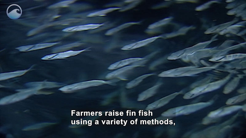 A school of small thin fish swimming in the water. Caption: Farmers raise fin fish using a variety of methods,