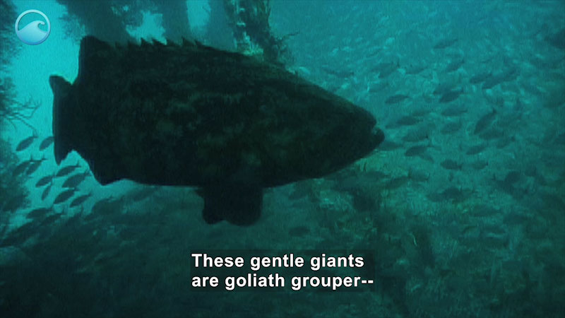 A very large fish swims in the water with a school of smaller fish in the background. Caption: These gentle giants are goliath grouper --