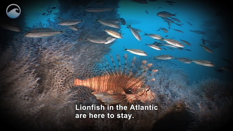 Lionfish swimming in the ocean surrounded by smaller fish and plants. Caption: Lionfish in the Atlantic are here to stay.