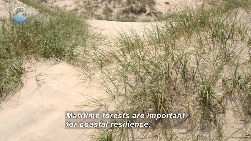 Sand dunes with sparse grass. Caption: Maritime forests are important for coastal resilience.