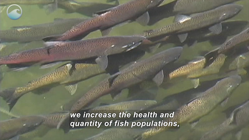 School of golden-yellow to pinkish speckled fish. Caption: we increase the health and quantity of fish populations,