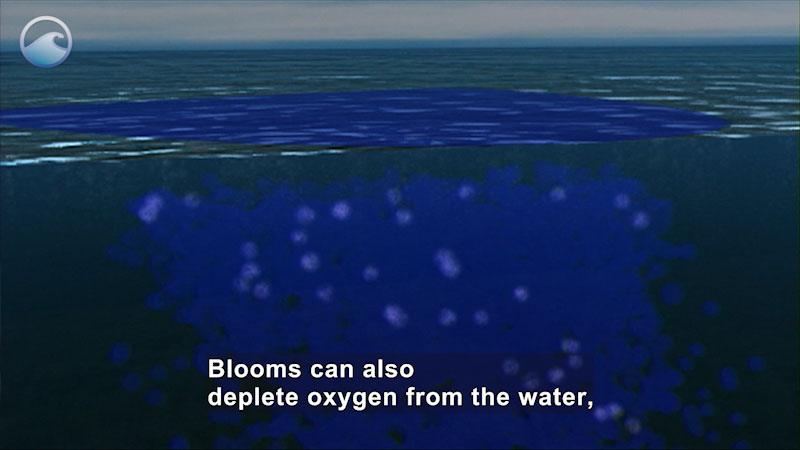 Cross section of water with a concentration of a substance in part of it. Caption: Blooms can also deplete oxygen from the water,