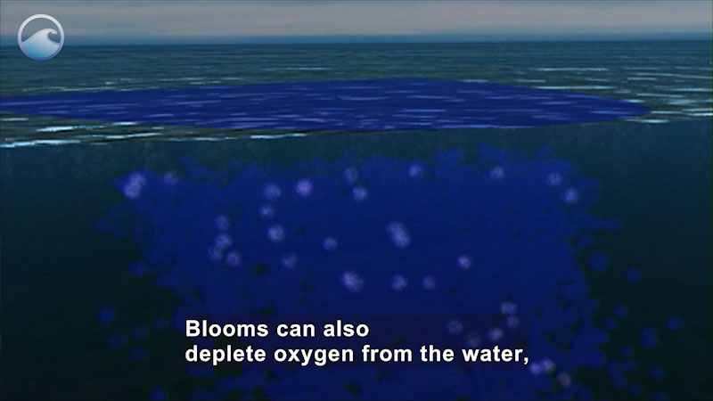 Still image from Predicting Harmful Algal Blooms