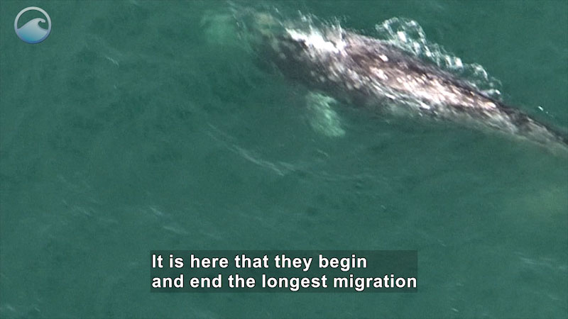 Still image from The Gray Whale