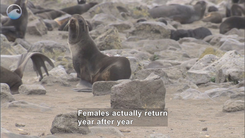 Group of seals on a beach, one looking up. Caption: Females actually return year after year