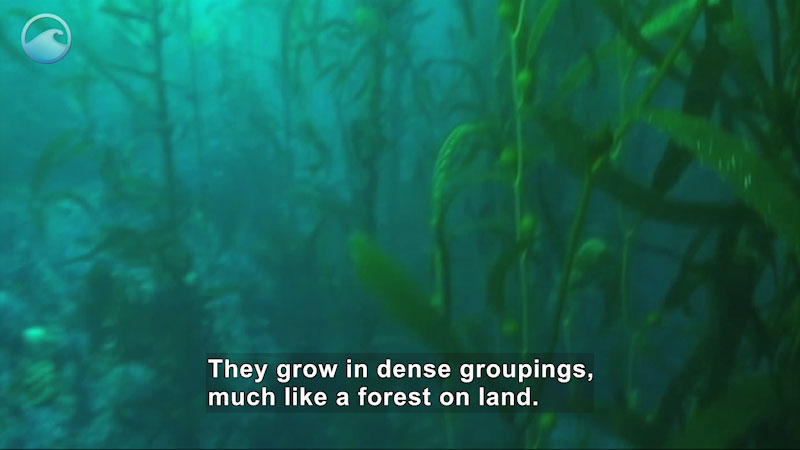 Closely spaced plants growing toward the water's surface. Caption: They grow in dense groupings, much like a forest on land.