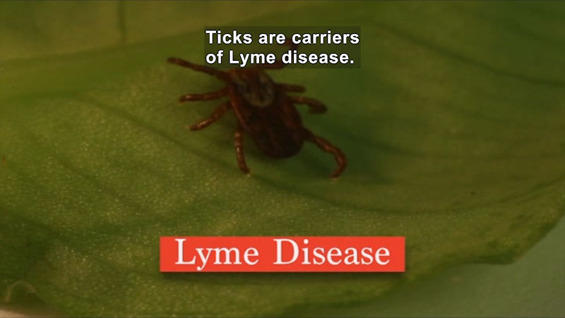 Closeup of a tick on a leaf. Lyme Disease. Caption: Ticks are carriers of Lyme disease.