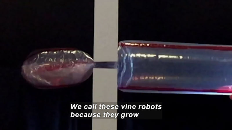 Inflatable object passing through a narrow opening in a solid wall to inflate on the other side. Caption: We call these vine robots because they grow