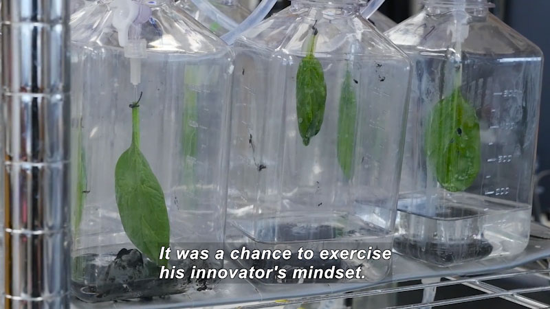 Spinach leaves suspended from the mouths of plastic bottles over clear liquid. Caption: It was a chance to exercise his innovator's mindset.