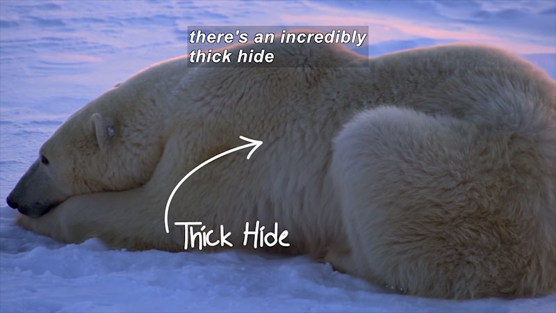 Large white polar bear laying on snow. Arrow pointing to fur with Caption: Thick Hide. there's an incredibly thick hide