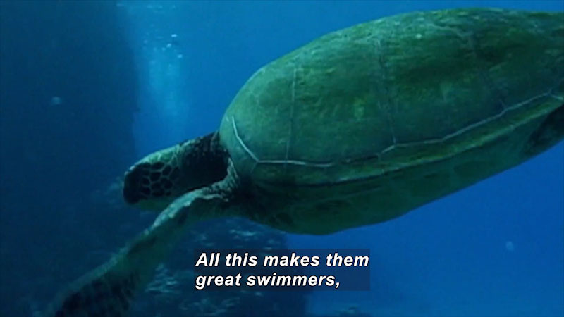 Large sea turtle swimming down towards the ocean floor. Caption: All this makes them great swimmers,