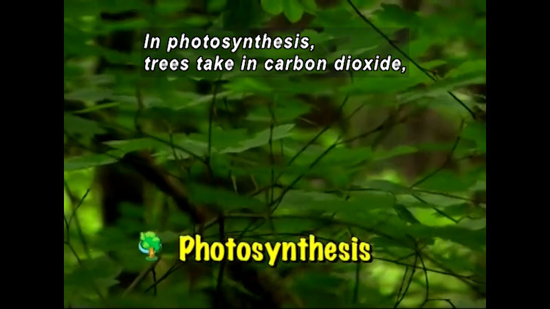 Leaves and branches on a tree. Photosynthesis. Caption: In photosynthesis, trees take in carbon dioxide,