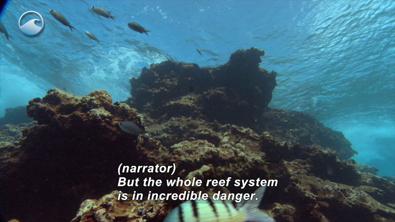 Towering coral reef with swimming fish as seen from below against the ocean surface. Caption: (narrator) But the whole reef system is in incredible danger.